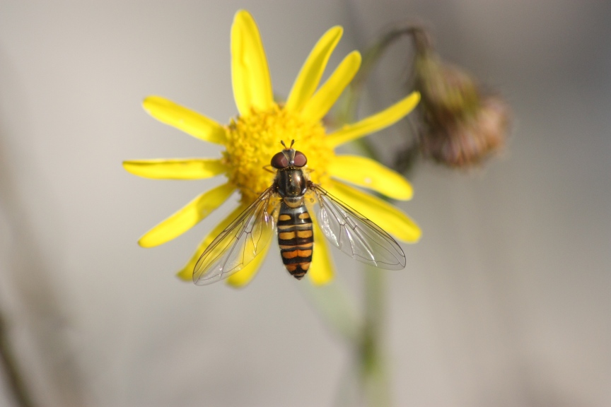 Episyrphus balteatus